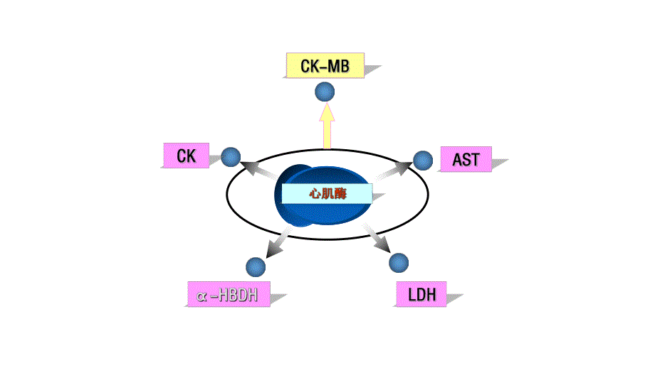 心肌酶谱检测及意义.ppt_第3页