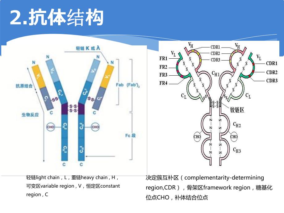 抗体类型与特点基础知识.ppt_第3页
