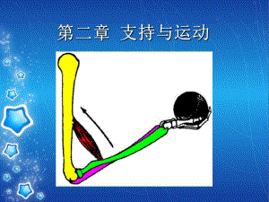 支持与运动骨.ppt
