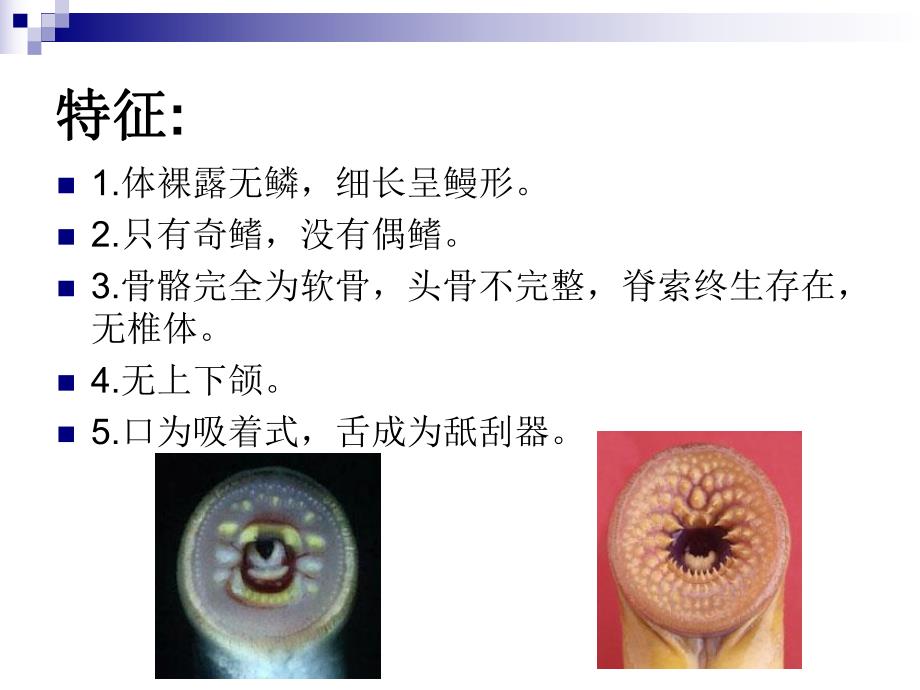 第2章圆口纲.ppt_第2页