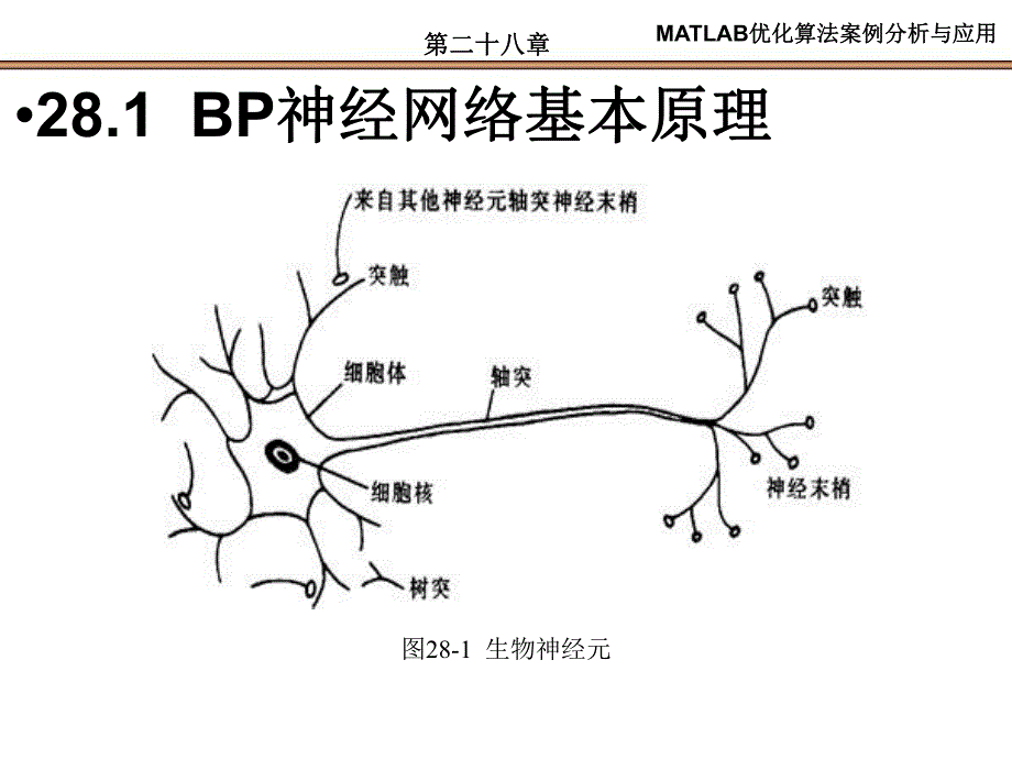 第28章基于BP的数据分类.ppt_第3页