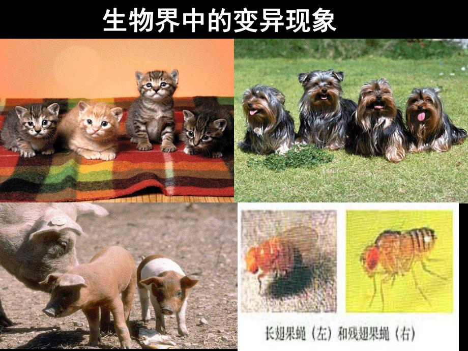 第1节基因突变与基因重组.ppt_第1页