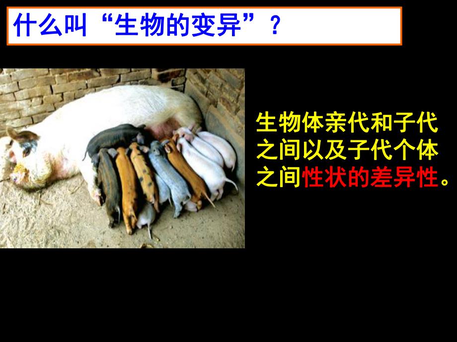 第1节基因突变与基因重组.ppt_第2页