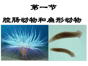 第一节腔肠动物和扁形动物.ppt