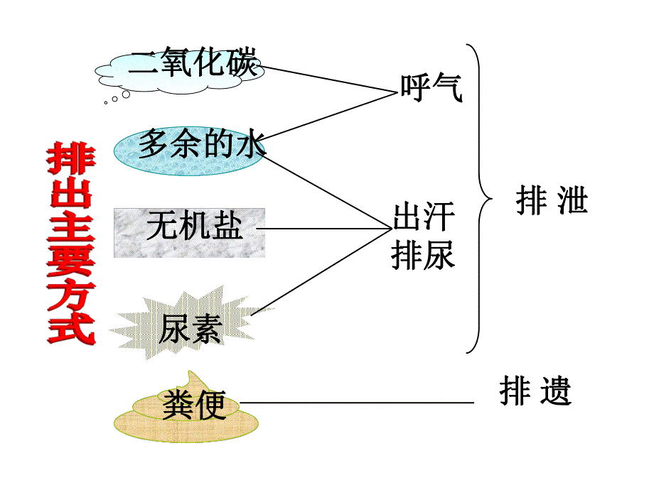 第一部分尿的形成和排出一教学课件名师编辑PPT课件.ppt_第2页