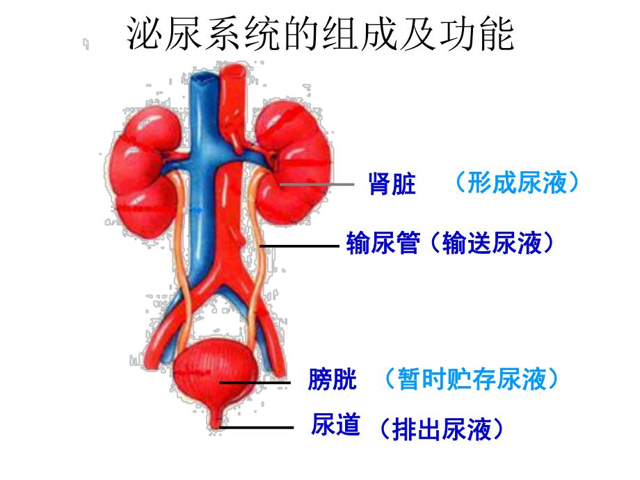 第一部分尿的形成和排出一教学课件名师编辑PPT课件.ppt_第3页