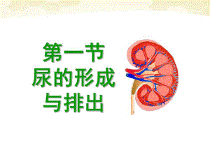 第一部分尿的形成与排出教学课件名师编辑PPT课件.ppt
