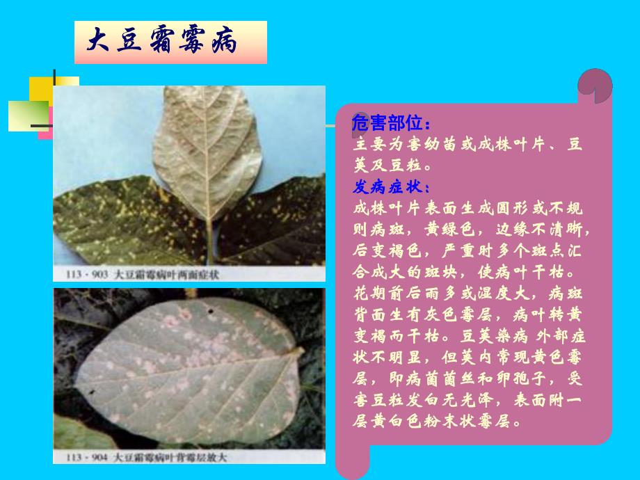 第一节高油大豆病害主要种类及防治名师编辑PPT课件.ppt_第3页