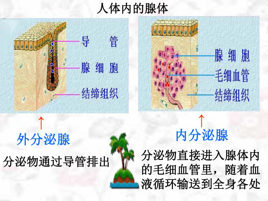 第一节人体的激素调节名师编辑PPT课件.ppt_第3页