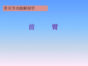 前臂功能解剖.ppt