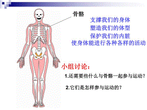 教科版小学科学《骨骼、关节和肌肉》课件.ppt