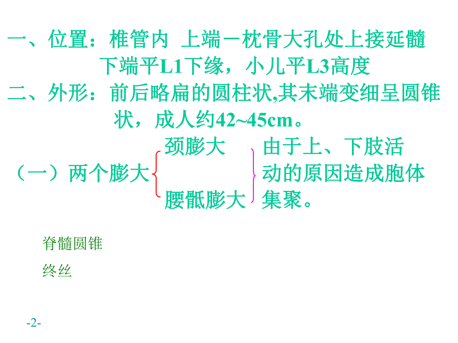 神经系统脊髓.ppt_第2页