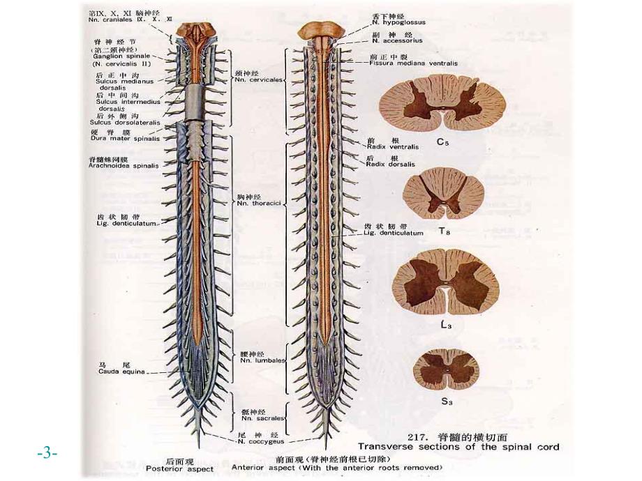 神经系统脊髓.ppt_第3页