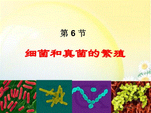 6细菌和真菌的繁殖.ppt