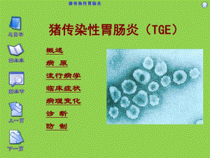 04猪传染性胃肠炎.ppt