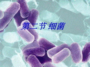 第二节细菌.ppt