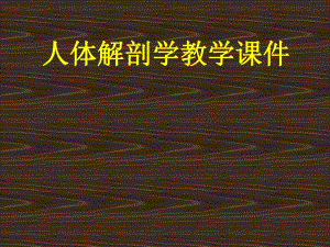上肢骨及其连结.ppt