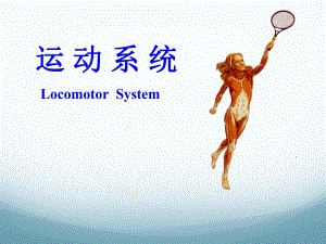 02骨学和关节学概述.ppt