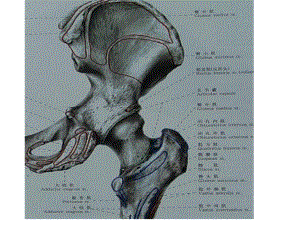 骨质疏松性股骨粗隆间骨折.ppt