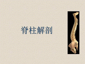 脊柱解剖基础.ppt