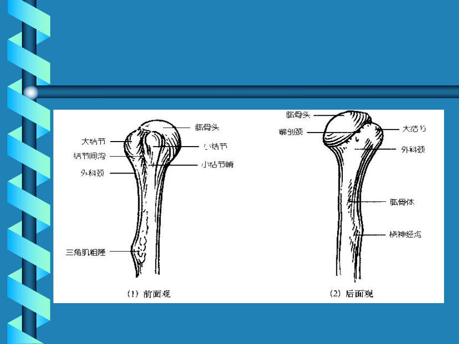 肱骨外科颈骨折幻灯片.ppt_第3页
