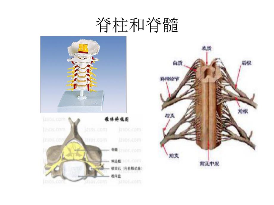 椎管疾病及术后护理.ppt_第3页