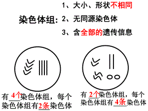 第2节染色体2.ppt