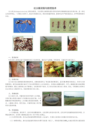 红火蚁识别与防控技术.docx