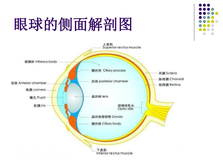 真菌性角膜炎.ppt_第3页