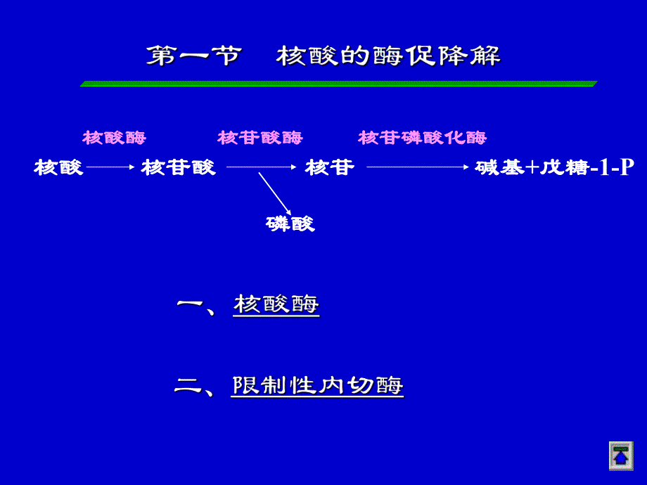 第31章核酸的酶促降解和核苷酸代谢.ppt_第2页