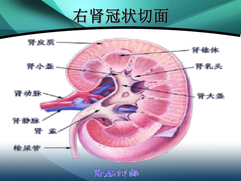 肾囊肿的护理.ppt_第3页