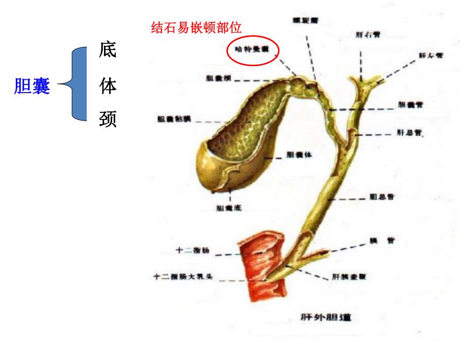 胆道疾病病人的护理.ppt_第3页