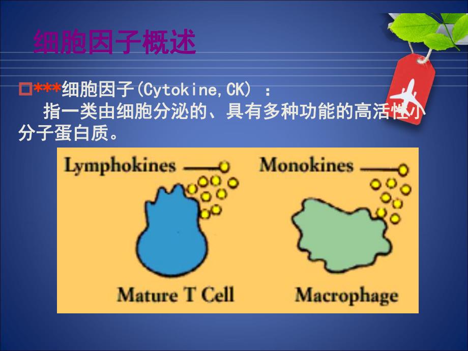 药本细胞因子.ppt_第3页