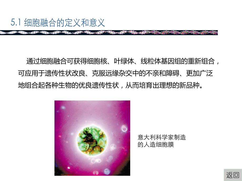 细胞融合.ppt.ppt_第3页