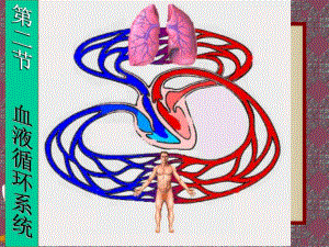 血液循环系统.ppt