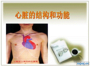 输送血液的泵心脏.ppt