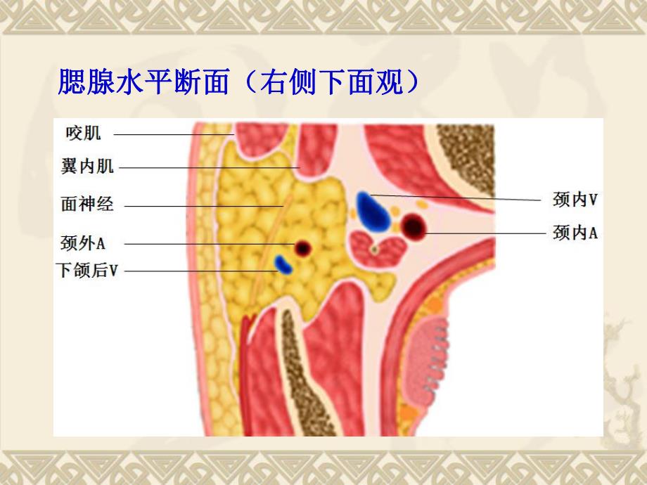 腮腺的解剖及常见疾病.ppt_第3页