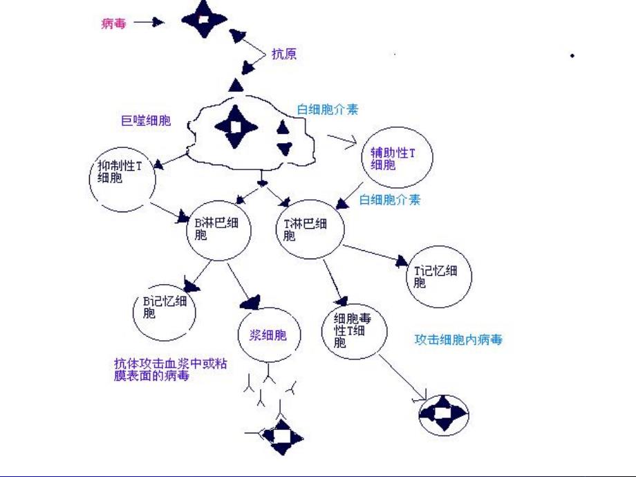 粘膜免疫.ppt_第3页