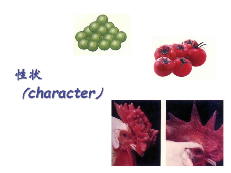 第4章基因的表达名师编辑PPT课件.ppt_第3页