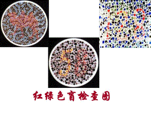 第3节性染色体与伴性遗传.ppt