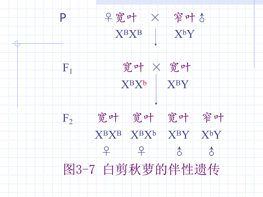 第3讲性别决定与性相关遗传B.ppt_第1页