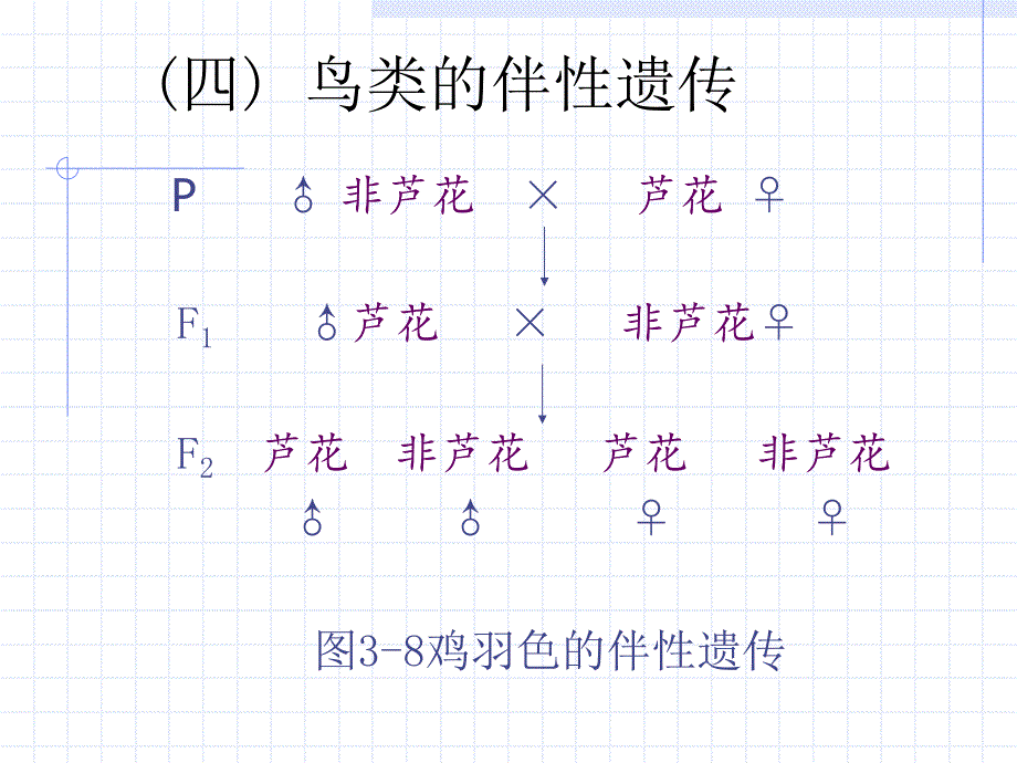 第3讲性别决定与性相关遗传B.ppt_第2页