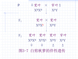 第3讲性别决定与性相关遗传B.ppt