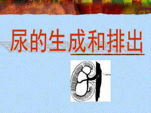 第8章尿的生成和排出郑煜版.ppt