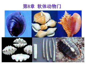 第8章软体动物2瓣鳃头足.ppt
