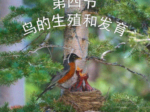 第一章第四节鸟类的生殖和发育名师编辑PPT课件.ppt