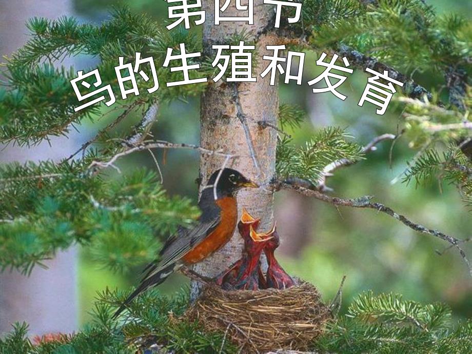 第一章第四节鸟类的生殖和发育名师编辑PPT课件.ppt_第1页