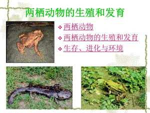 第一章第三节两栖动物的生殖和发育名师编辑PPT课件.ppt