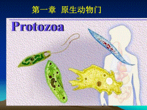 第一章原生动物门Protozoa原生动物门的主要名师编辑PPT课件.ppt