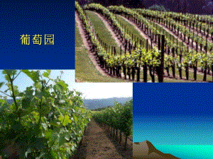 第9章3葡萄酒的生产.ppt
